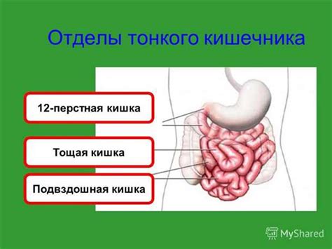 Пупочная губка: анатомия и распространенные проблемы