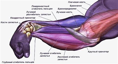 Работа мышц при сгибании предплечья в локтевом сочленении: анатомия и механизмы сокращения