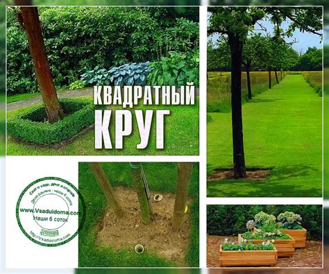 Разбираемся, что означает забота о приствольных кругах и важность их обработки