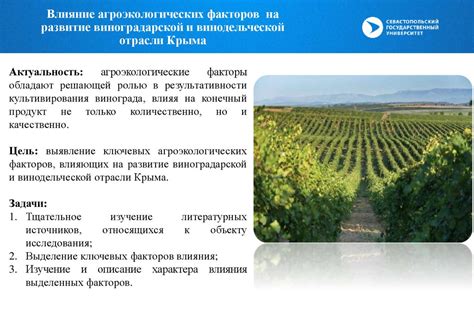 Развитие винодельческой отрасли в Российской Федерации