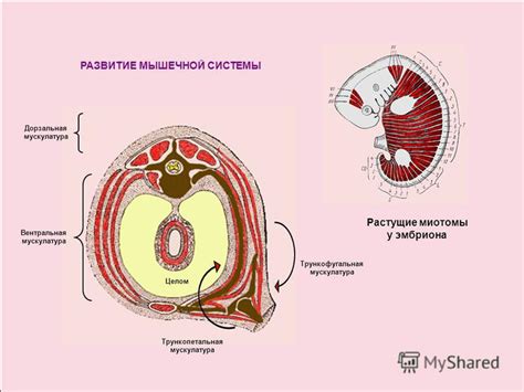 Развитие костно-мышечной системы эмбриона
