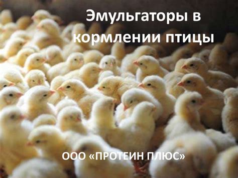 Раздел: Перспективы использования необработанной перловки в кормлении птицы