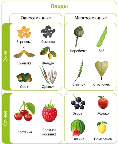 Различия в размере и форме ягод у разных типов клубничных растений