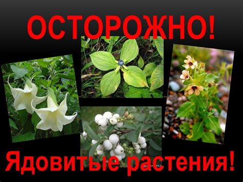 Разнообразные способы использования и переработки растения, имеющего ядовитые свойства