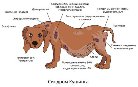 Распознавание и поиск особого собаки в окружении паразитов