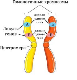 Расположение генов-аллелей на хромосомах: места встречи различных вариантов генетической информации