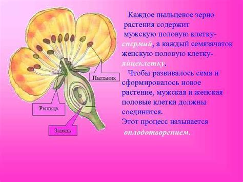Расположение семязачатка внутри цветка