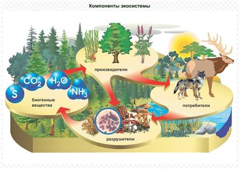 Распространение и экосистемы березовой гряда в Уральском регионе
