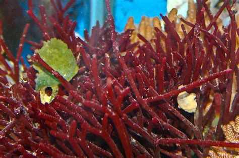 Распространение красных водорослей по всему миру