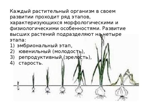 Расшифровываем загадки опыления растений: секреты важного этапа в развитии огурцовых растений

