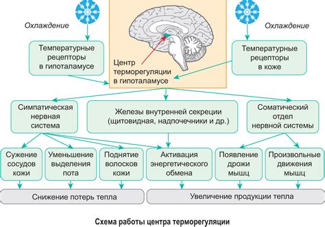 Реакции организма на сила жизни