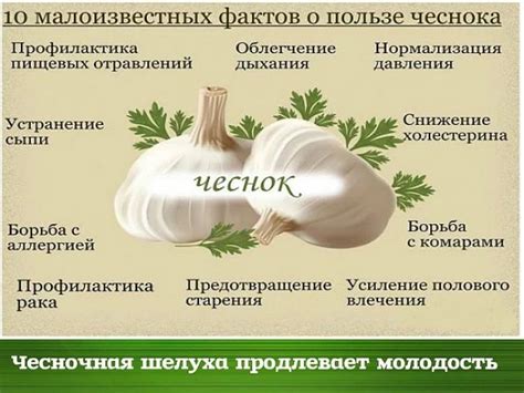 Редкость и применение чеснока в мире блоков и кубов