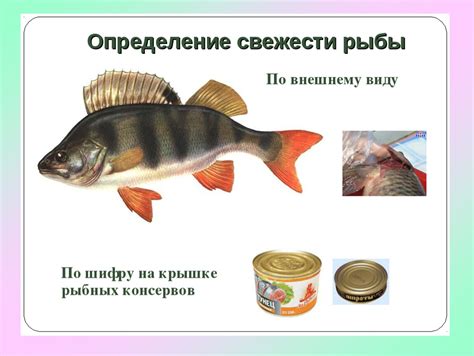 Рекомендации и ограничения по потреблению сушки из рыбных продуктов