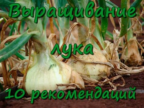 Рекомендации по применению лука в бессердечном мире первой части Тёмных Душ