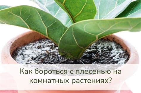 Ржавая гайка: как бороться с проблемой