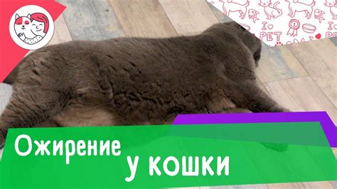 Риск развития ожирения у вашей кошки