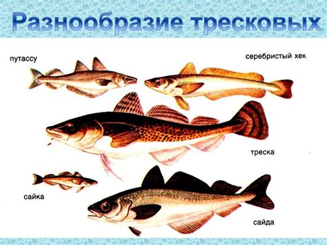 Рифтовые системы и их роль в экосистеме Черного моря