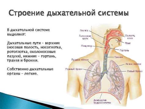 Роль КТ в выявлении патологий дыхательной системы