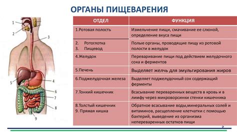 Роль Лизосом при процессе пищеварения в одноклеточном организме