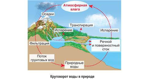 Роль Черного моря в экосистеме