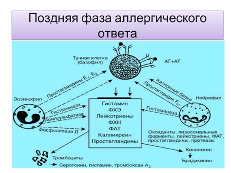 Роль аллергического ответа