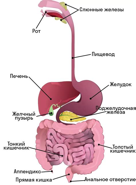 Роль анаэробов в пищеварительной системе человека: их влияние на здоровье