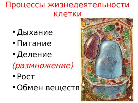 Роль биологического эликсира в жизнедеятельности клетки