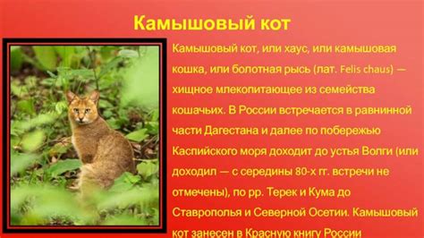 Роль болотной кошки в биологическом равновесии природного угодья