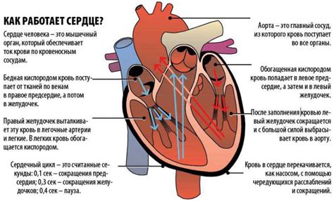 Роль внешних факторов в возникновении особенности на сердце у ребенка