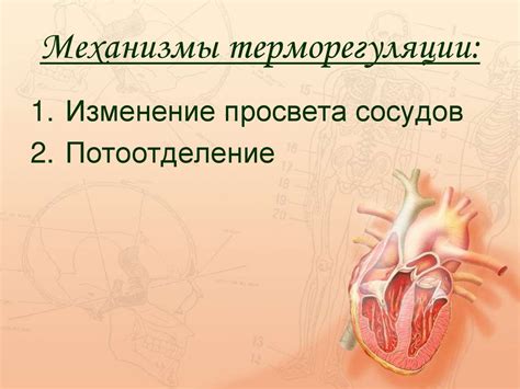 Роль воздухообмена в терморегуляции организма