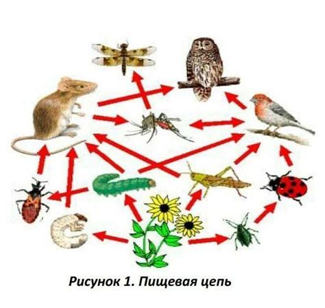 Роль в экосистеме и значение для природы