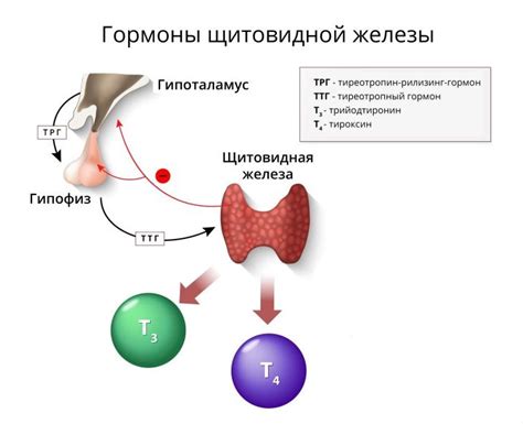 Роль гормона ТТГ в функционировании организма