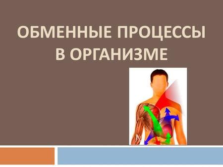 Роль дыхательной системы в обмене воздухом