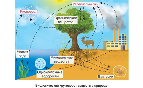 Роль и обработка углекислого газа в организме: циклы и функции
