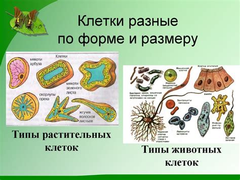 Роль клеток спирогиры и растительных клеток в экосистеме