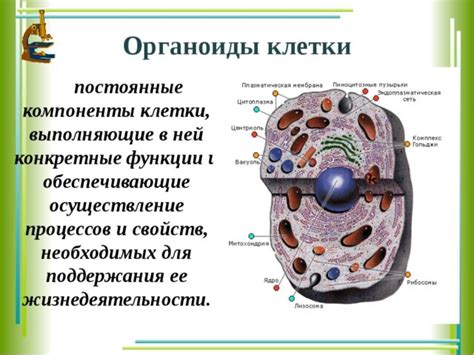 Роль клеточных органелл в регуляции процессов удаления клеток организма