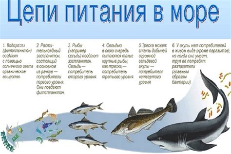 Роль мидий в пищевой цепи Черного моря
