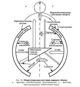 Роль нервной системы в регуляции обмена жиров