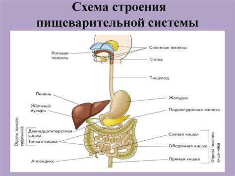 Роль органа в биологической системе организма