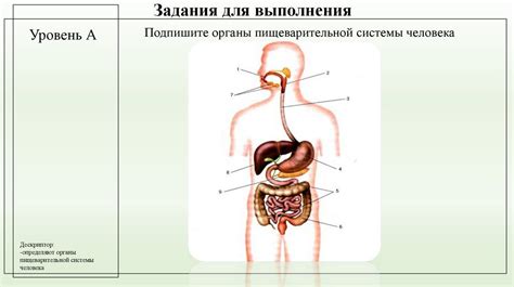 Роль пищеварительных органелл – ключевое звено клеточного обмена веществ