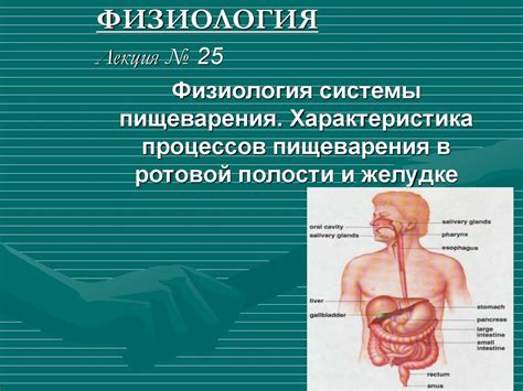 Роль природного растения в усилении процессов пищеварения