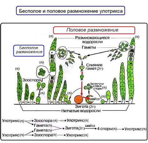 Роль природных оставков в процессе формирования мха
