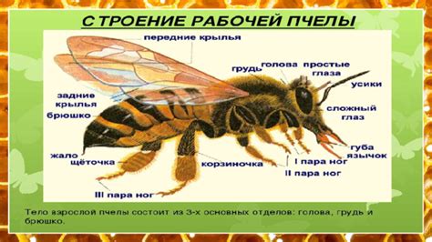 Роль пчел в садоводстве и огородничестве
