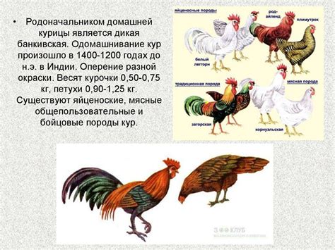 Роль разведения животных в развитии аграрной культуры
