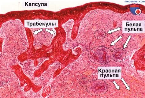 Роль селезенки в формировании защитной системы организма человека