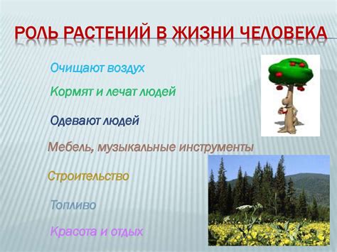 Роль семявхода в жизни растения