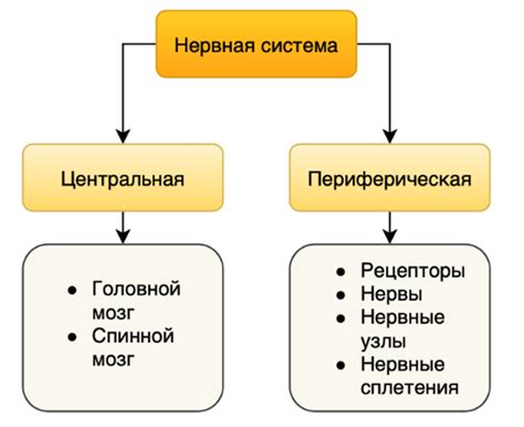 Роль специалиста по нервной системе в выявлении и лечении патологий у детей