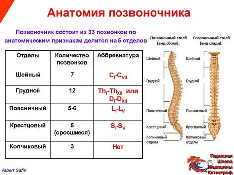 Роль узлов Помера в поддержании стабильности позвоночного столба