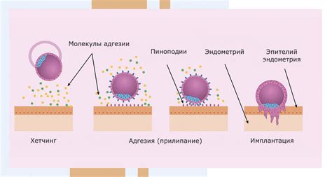 Роль укрепления эмбриона в процессе ЭКО