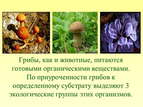 Роль элитарных грибов в кулинарии и вклад в экономику страны
